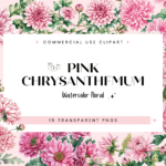 Pink Chrysanthemum